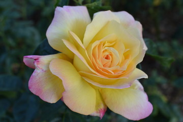 Yellow Rose 