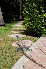 Iguanas in Mexico, lizards, reptiles