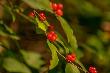 Wild berries 