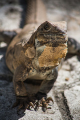 Iguanas Lizard close up texture, reptile wildlife