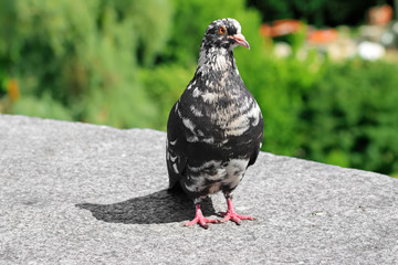 Close view a speckled pockmark pigeon with an orange eye is on the concrete slab. Green blurred bokeh as background