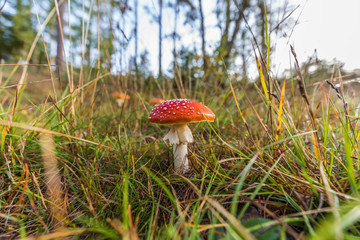 Close up ofy oung cool fly agaric, Amanita muscaria, just above the ground with a red hat with white dots in a mountain meadow with grasses against blurred background