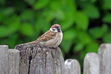 Feldsperling (Passer montanus) auf einem Gartenzaun - Tree sparrow on a wooden fence
