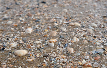 Close-up of seashells, pepples and sand at the beach