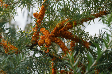 Sea buckthorn branches strewn with orange berries in the garden.