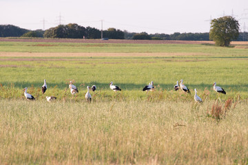 Group of young storks near Frankfurt