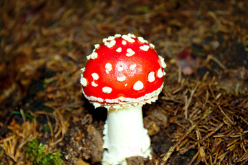 Fliegenpilz
