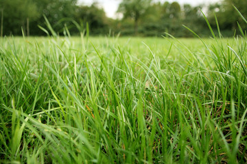 Obraz premium beautiful green grass on a blurred background of the meadow and trees in the distance, ecology concept