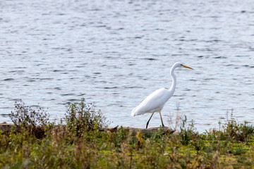 Silberreiher am Plessenteich