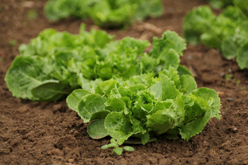 photo green lettuce on the field, concept of growing organic vegetables, close-up