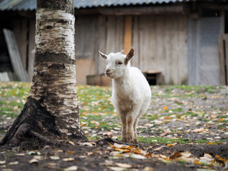 Little white goat. Portrait of an agricultural animal