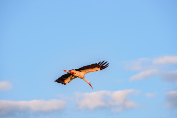 Group of young storks near Frankfurt