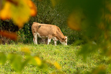 cow in the field
