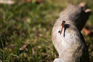 A dragonfly sitting quietly on a piece of wood
