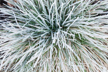 Frozen grass plant close up in winter