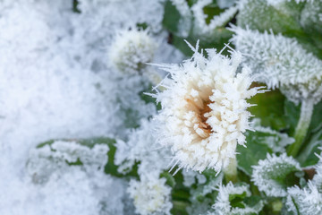 Daisy flower covered in winter ice