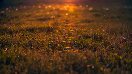 sunset in the forest