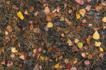Dry fallen colorful leaves on the ground. Autumn time. Change of seasons. Back to school. After rain at the forest.