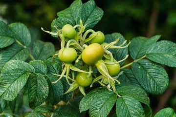 Ripening green rose hips on a branch in a park.