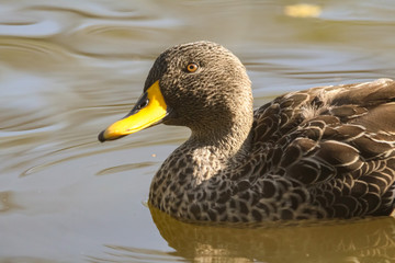 duck 