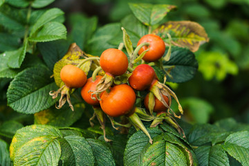 Ripening red rose hips on a branch in a park.