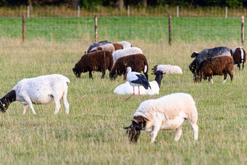 Sheeps and Storks