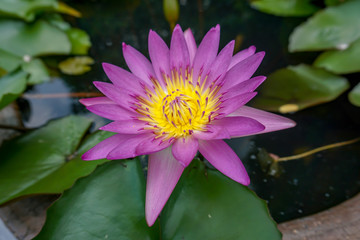 Beautiful blooming pink water lilies 