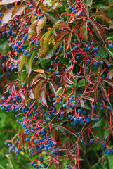 Fototapeta na wymiar Wild grapes hedge with blue berries. Autumn landscape.