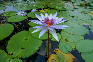 Beautiful light purple water lilies in the pond