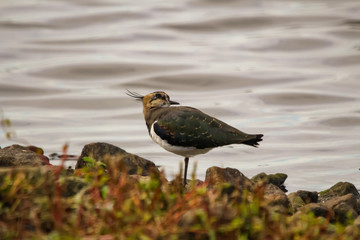 lapwing