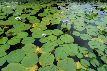 Beautiful light purple water lilies in the pond