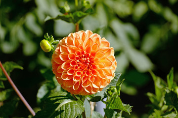 Orangene Dahlie mit Knospe