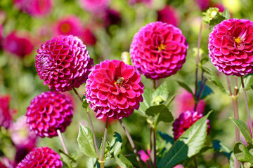 Dahlien pink