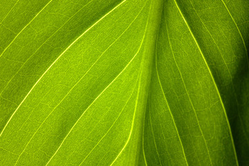 green leaf of the plant with the structure of nutrient vessels, the biochemistry of photosynthesis, processing of carbon dioxide by plants and the release of oxygen, plant respiration, chlorophyll