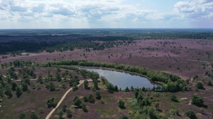 bruyères dans le lande de Lunebourg