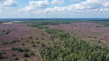 bruyères dans le lande de Lunebourg