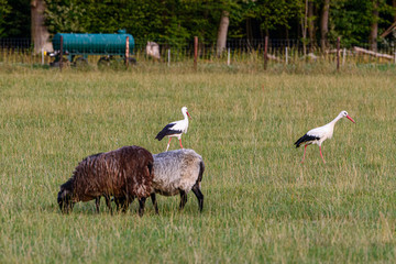 Sheeps and Storks