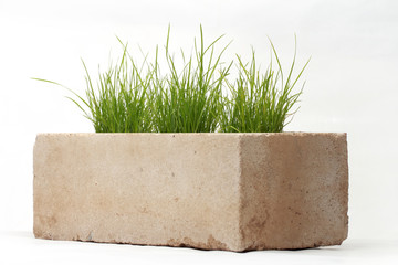 growing grass made of bricks on a white background