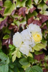 Fototapeta premium yellow and white rose bud