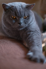 Gatto di razza British Shorthair con zampa allungata