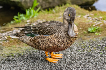 northern shoveler