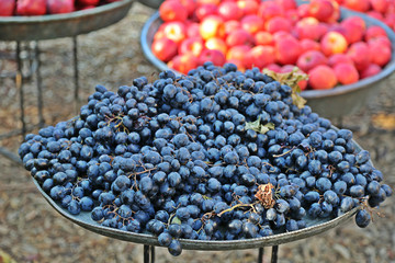 Black grapes laying on the big tray at the market vertical photo.