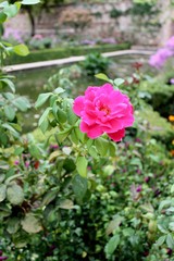 hot pink rose in garden