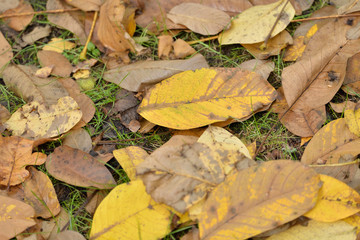 Autumn leaves some where in Poland.