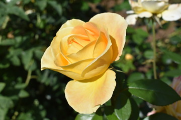 Yellow Rose Surrounded by Green Leafs
