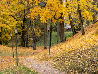 beautiful picture with colorful trees in autumn park
