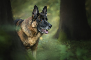 Portrait of a german shepherd dog in the forest.