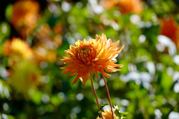Orangene Dahlienblüte