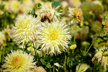 Gelbe Dahlien
