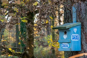 Unterwegs im Herbstwald auf dem Dinkelberg